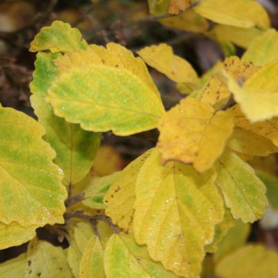 Hamamelis vernalis 'Quasimodo'-2-