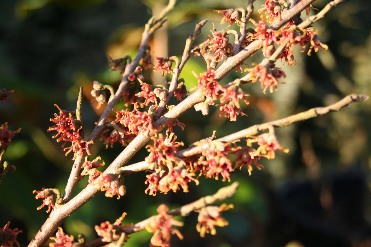 Hamamelis vernalis 'Quasimodo'-5-