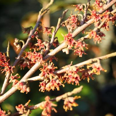 Hamamelis vernalis 'Quasimodo'-5-