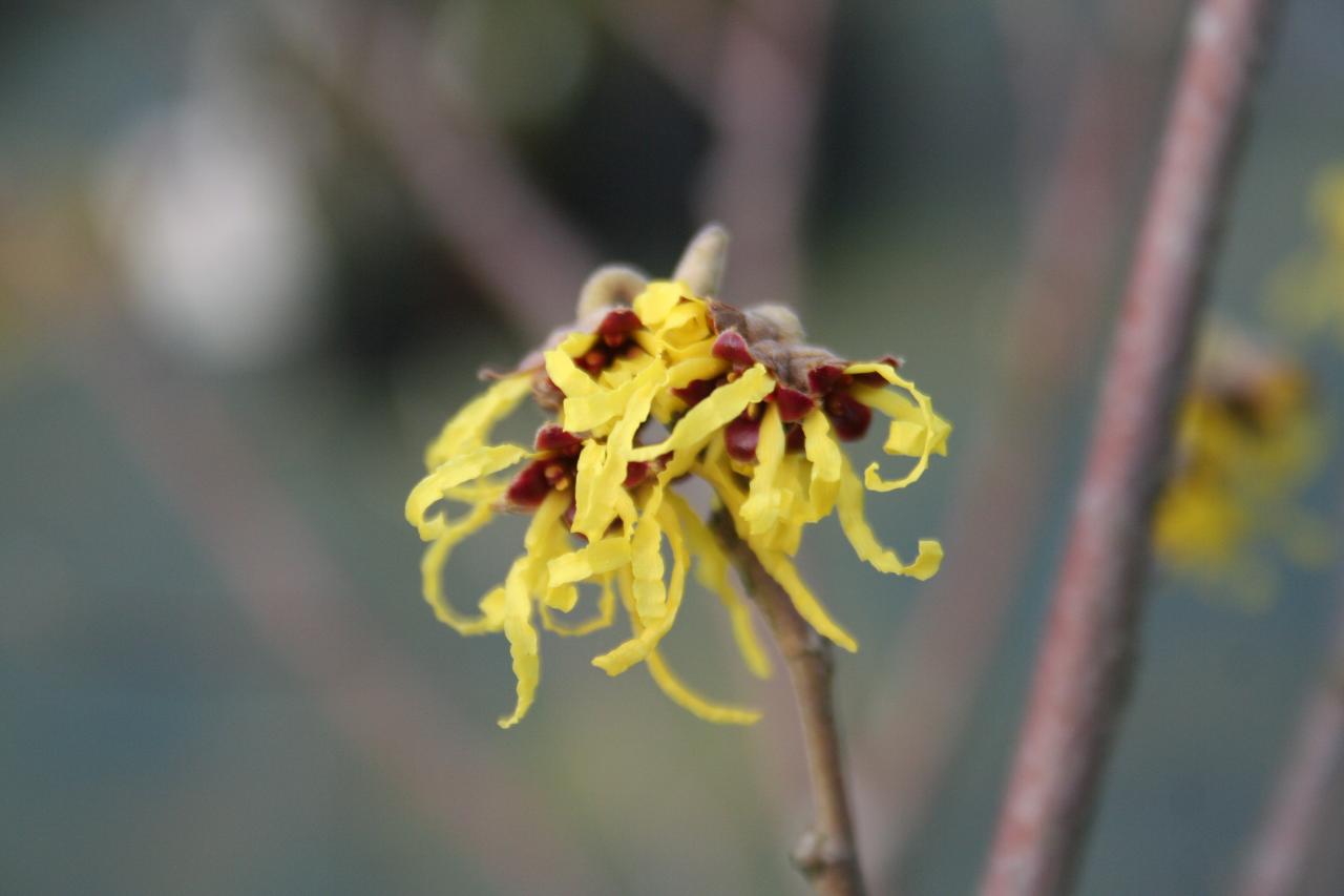 Hamamelis xintermedia 'Arnold Promise'-6-