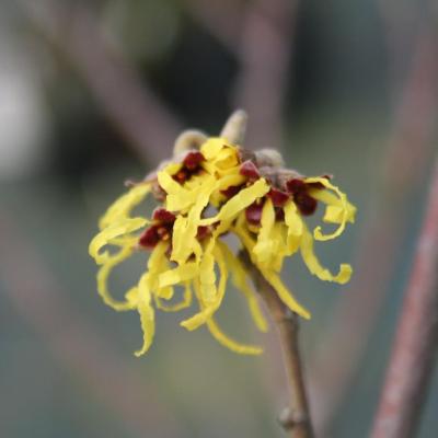 Hamamelis xintermedia 'Arnold Promise'-6-