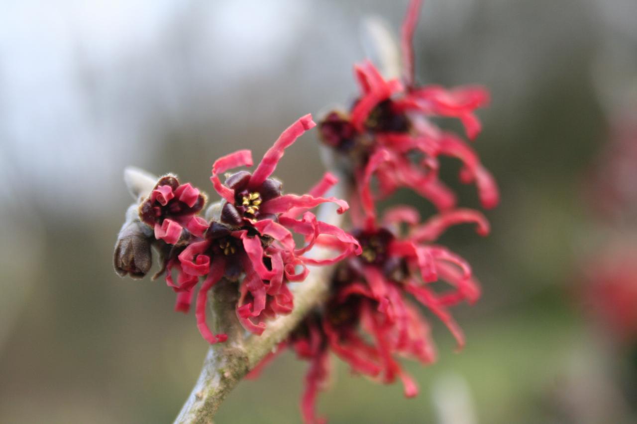 Hamamelis xintermedia 'Diane'