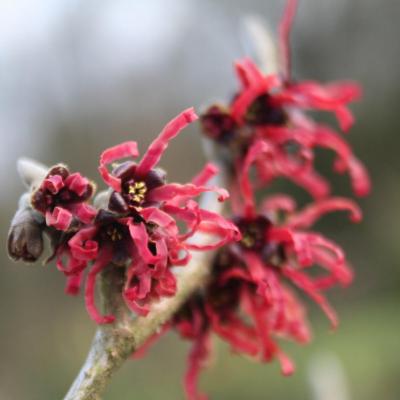 Hamamelis xintermedia 'Diane'