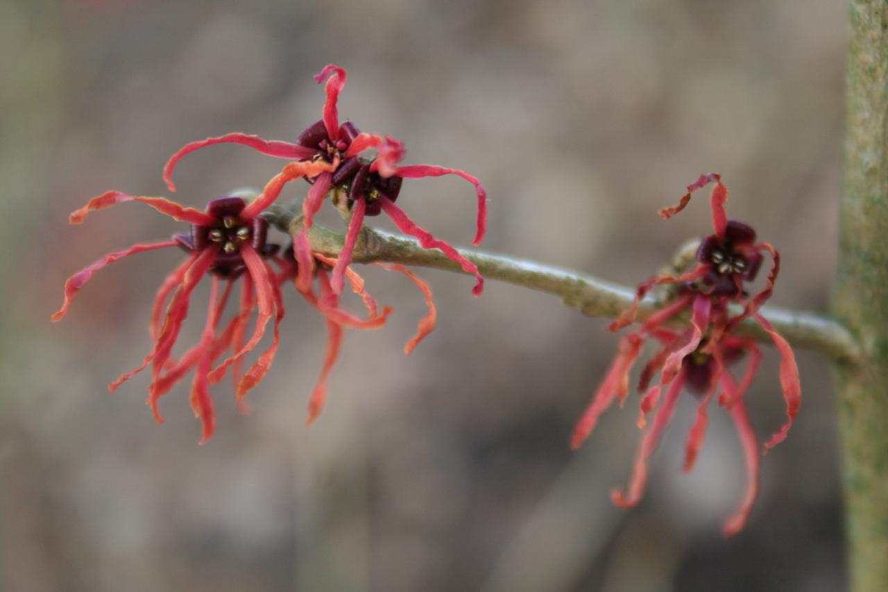 Hamamelis xintermedia 'Feuerzauber'-5-