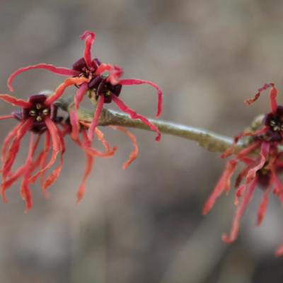 Hamamelis xintermedia 'Feuerzauber'-5-