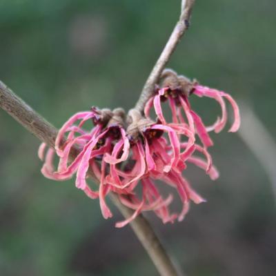 Hamamelis xintermedia 'Jelena'-5-