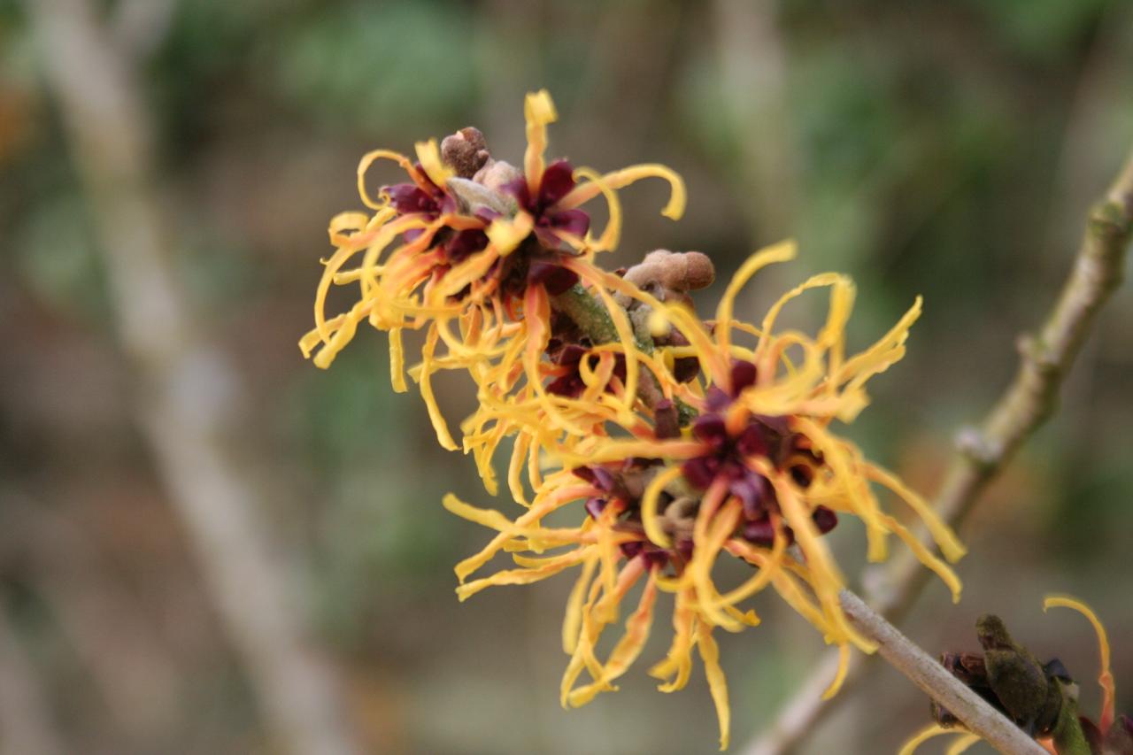 Hamamelis xintermedia 'Orange Beauty'