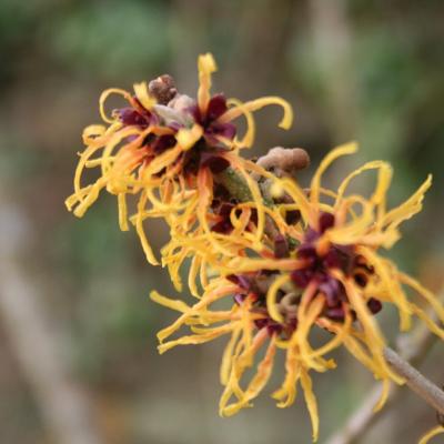 Hamamelis xintermedia 'Orange Beauty'