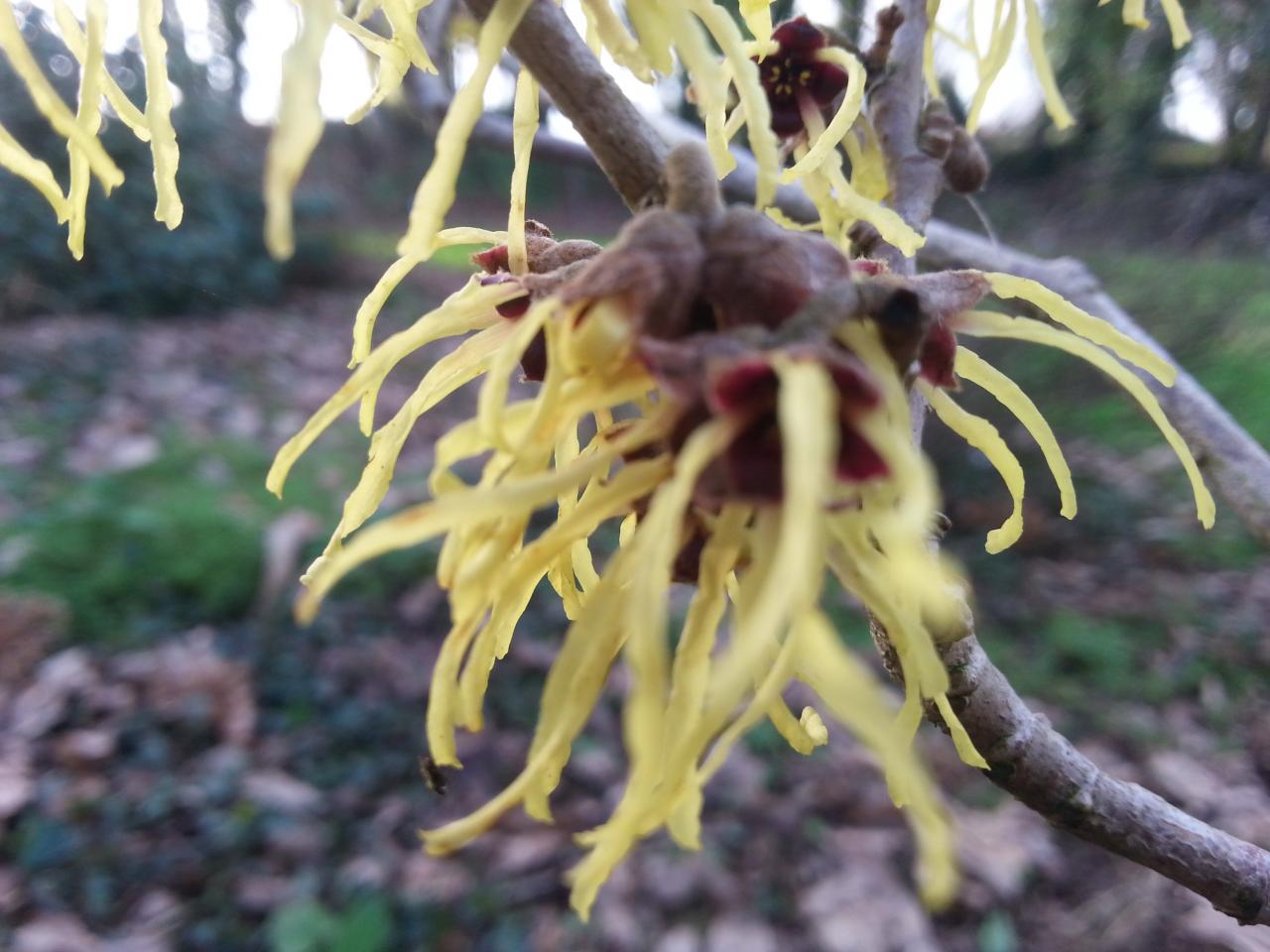 Hamamelis xintermedia 'Pallida' (2)