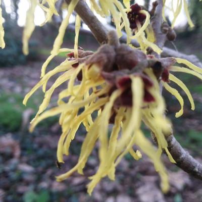 Hamamelis xintermedia 'Pallida' (2)