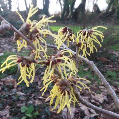 Hamamelis xintermedia 'Pallida' (4)