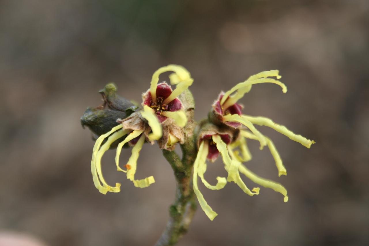 Hamamelis xintermedia 'Pallida'