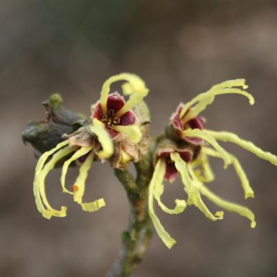 Hamamelis xintermedia 'Pallida'