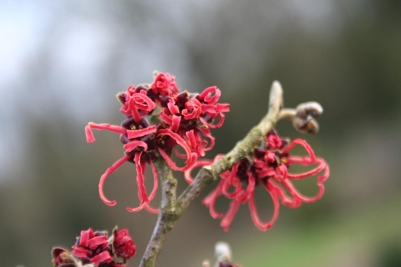 Hamamelis xintermedia 'Rubin'-6-