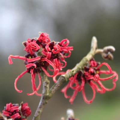 Hamamelis xintermedia 'Rubin'-6-