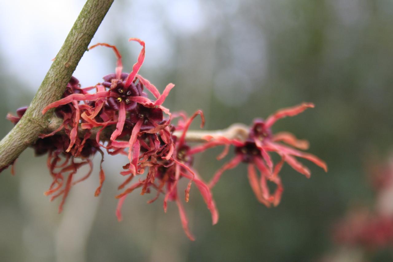 Hamamelis xintermedia 'Ruby Glow'-4-