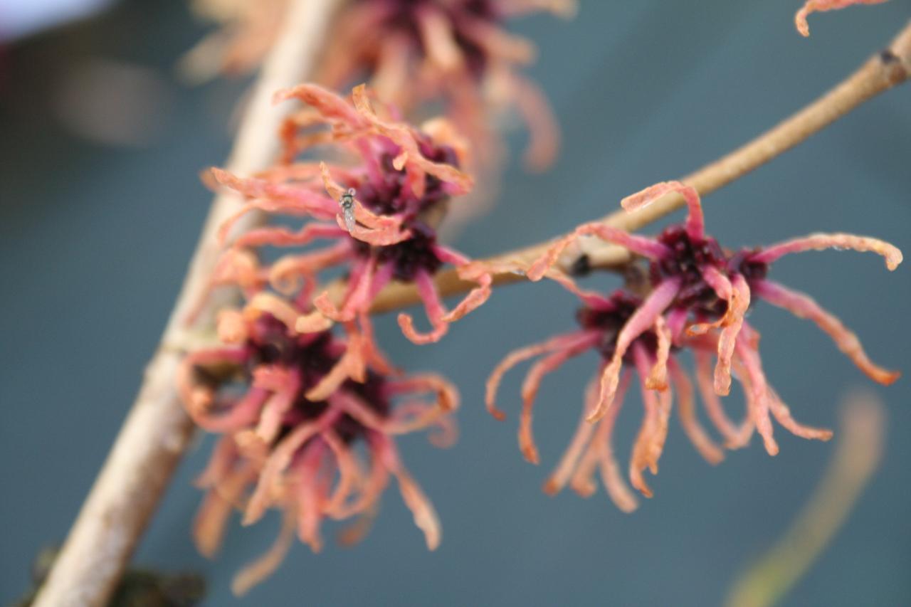 Hamamelis xintermedia 'Strawberries and  Cream'