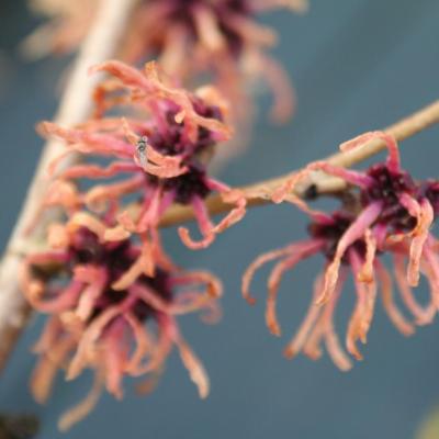 Hamamelis xintermedia 'Strawberries and  Cream'