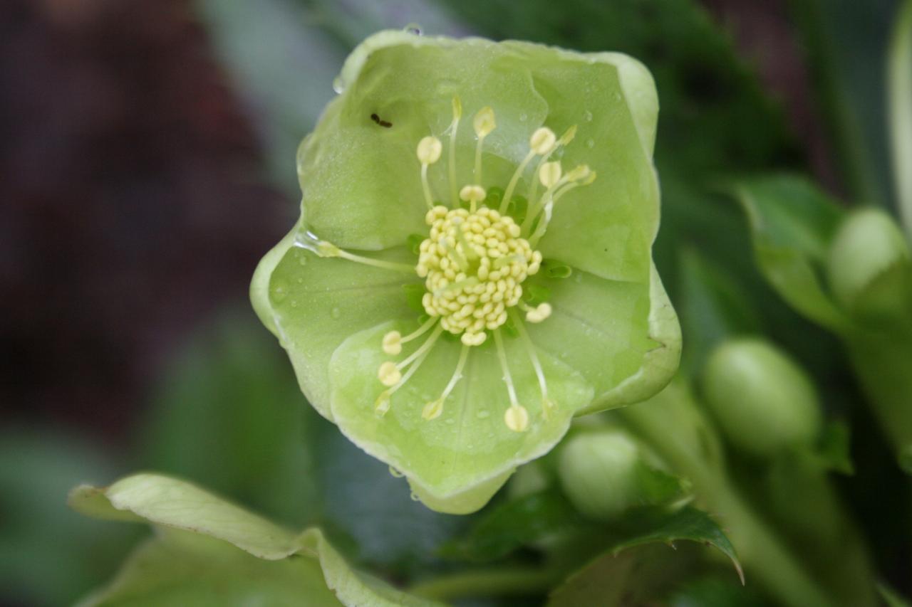 Helleborus argutifolius