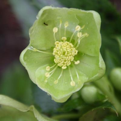 Helleborus argutifolius