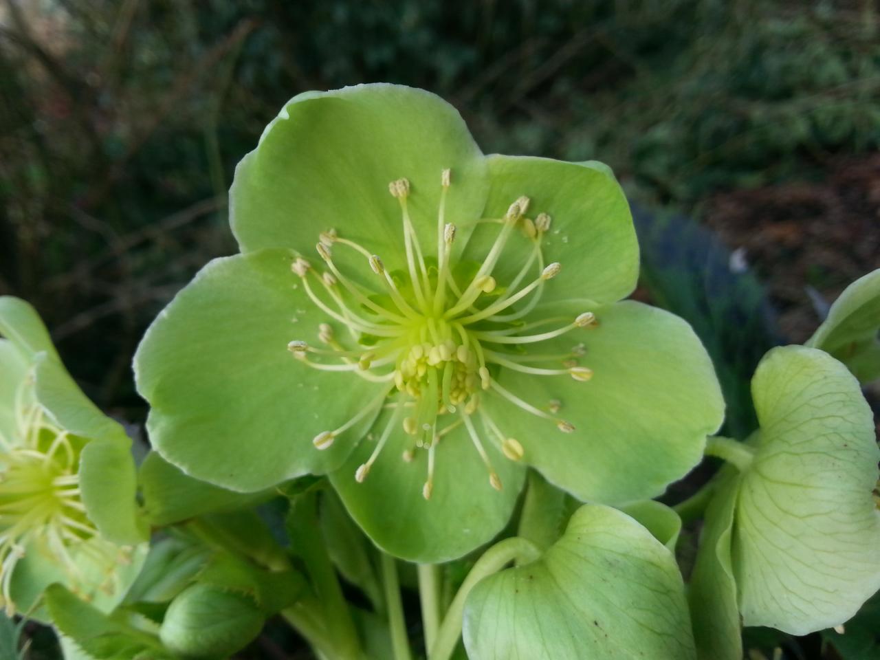 Helleborus  argutifolius