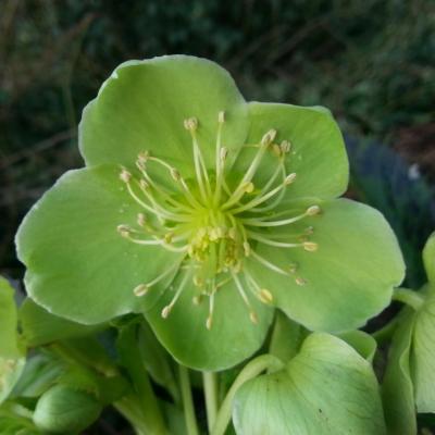 Helleborus  argutifolius