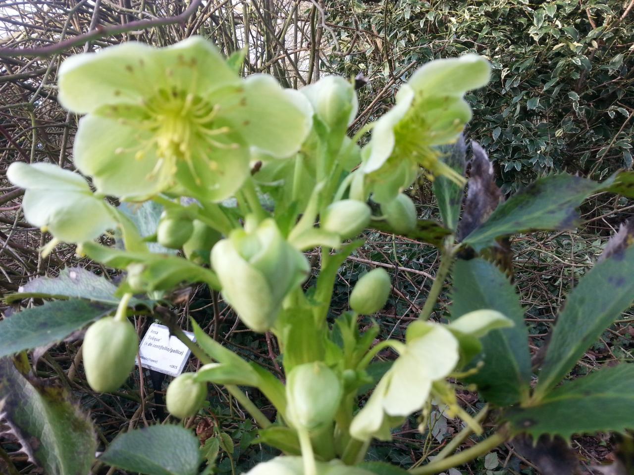 Helleborus  argutifolius