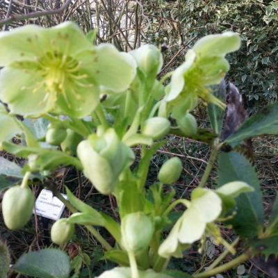 Helleborus  argutifolius