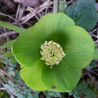 Helleborus  odorus