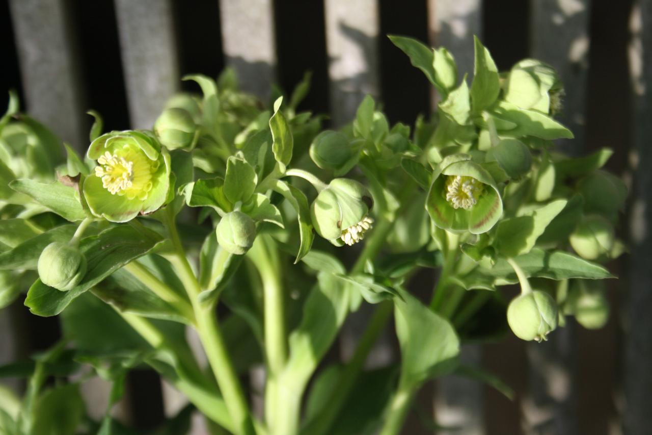 Helleborus foetidus 'Sopron'-5-