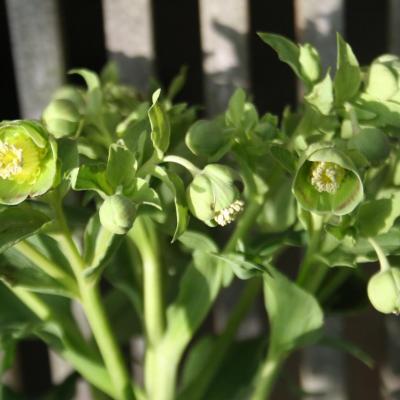 Helleborus foetidus 'Sopron'-5-