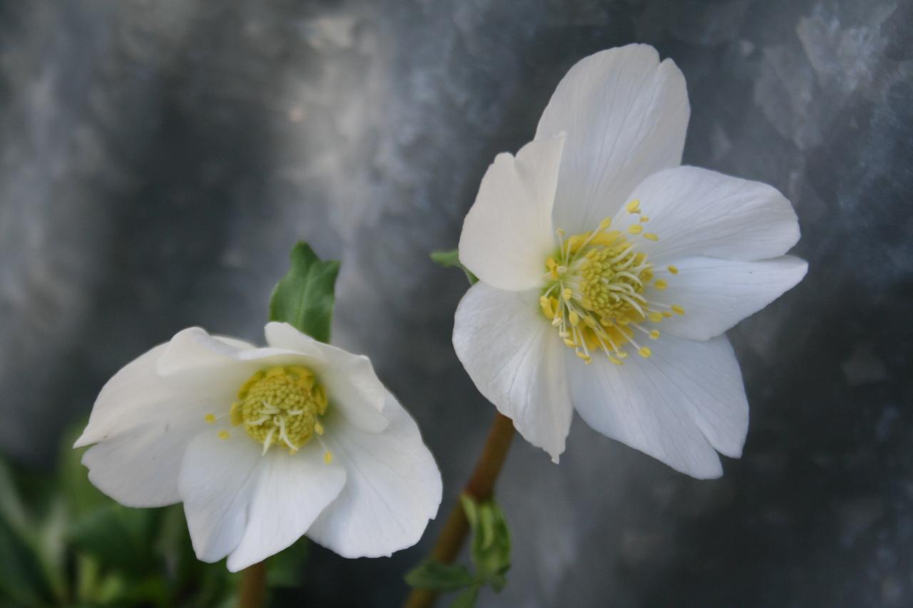 Helleborus niger-2-