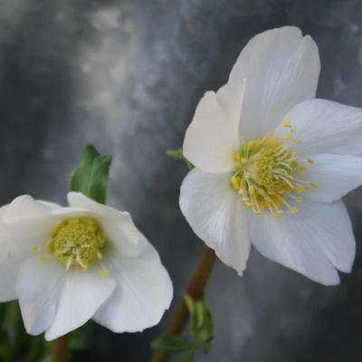 Helleborus niger-2-