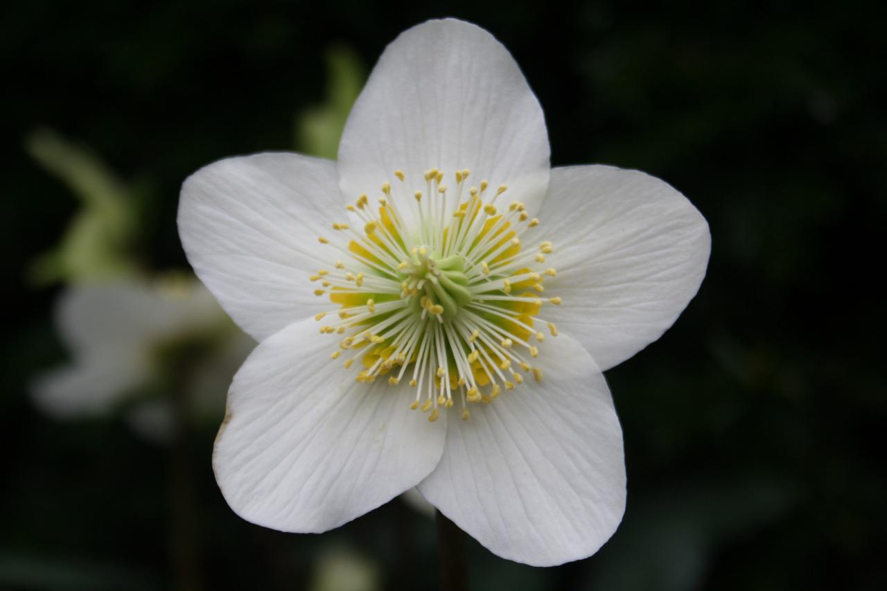 Helleborus niger HGC® 'Jacob Royal'