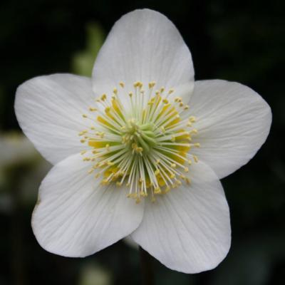 Helleborus niger HGC® 'Jacob Royal'