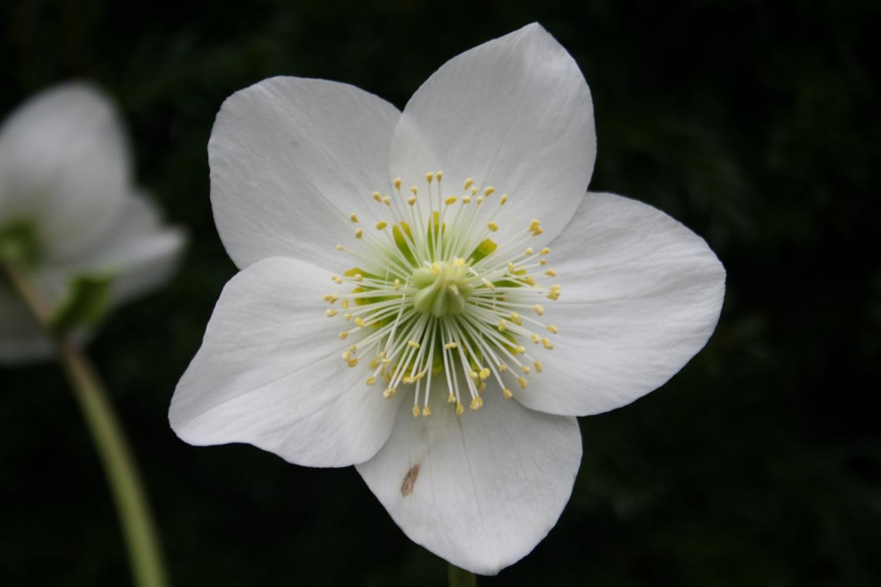 Helleborus niger HGC® 'Josef Lemper'