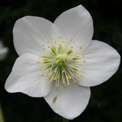 Helleborus niger HGC® 'Josef Lemper'