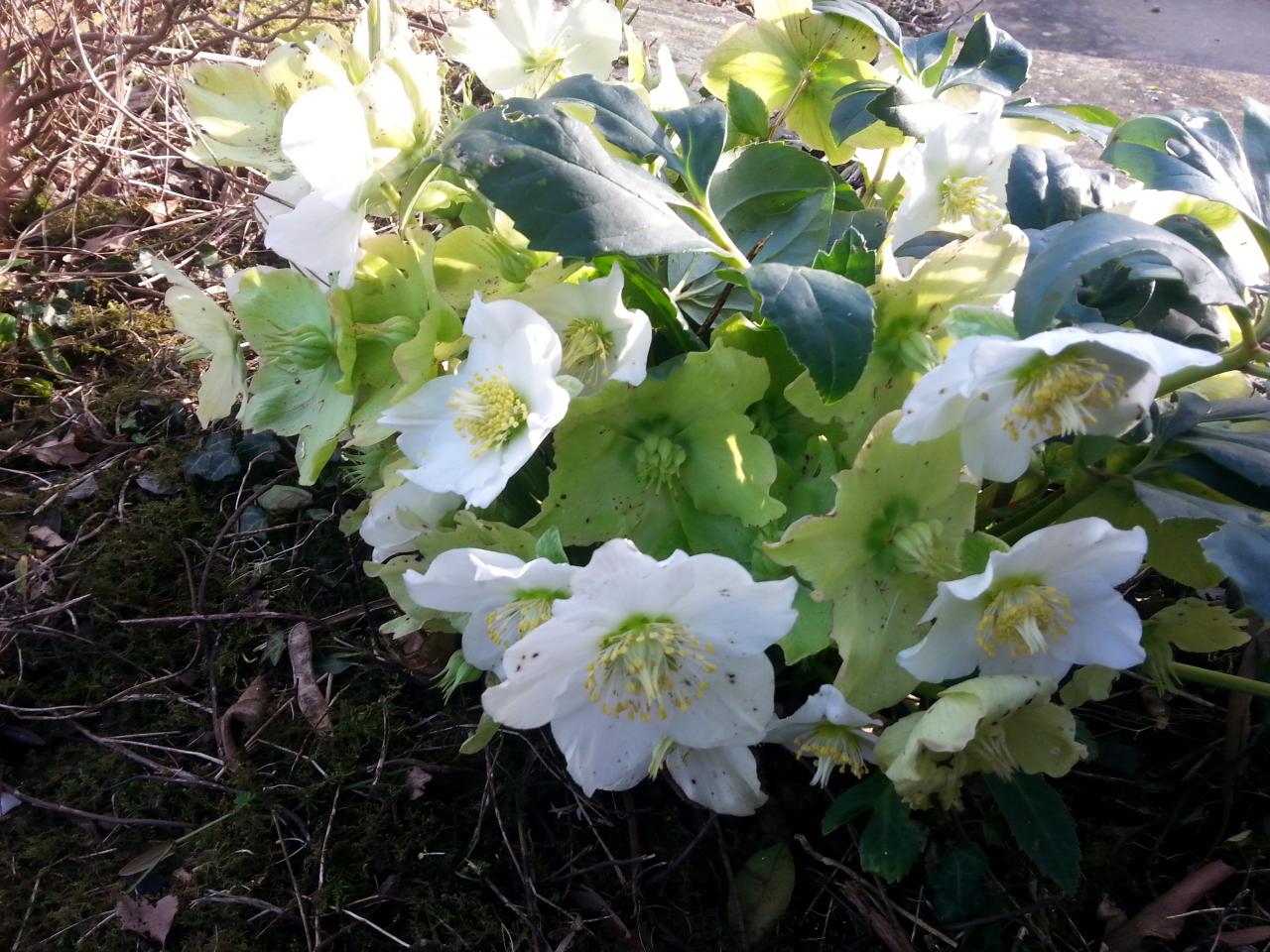 Helleborus niger HGC® 'Joseph Lamper'