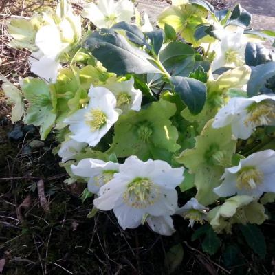 Helleborus niger HGC® 'Joseph Lamper'