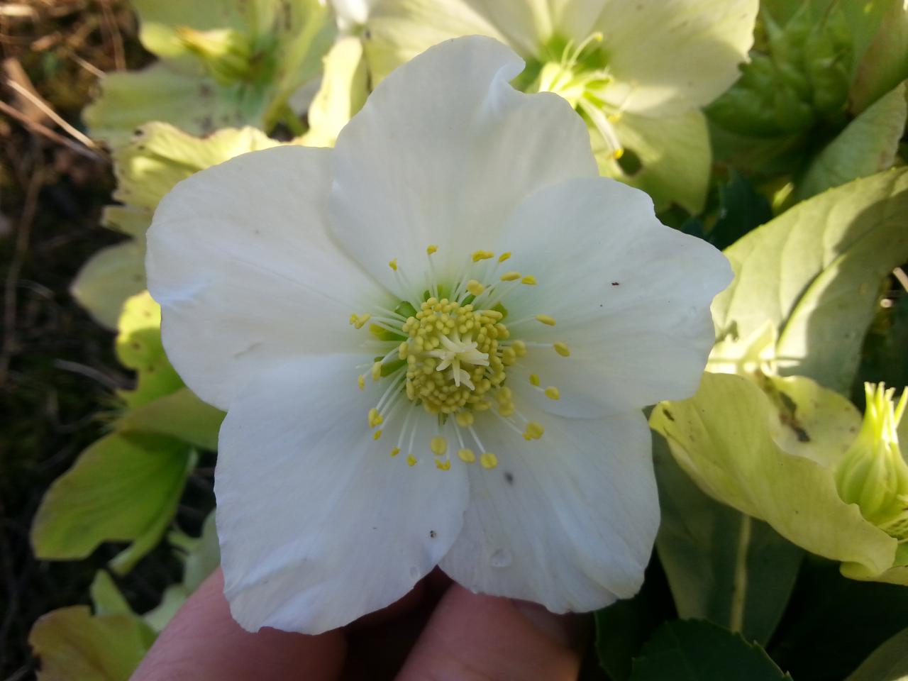 Helleborus niger HGC® 'Joseph Lamper' (2)