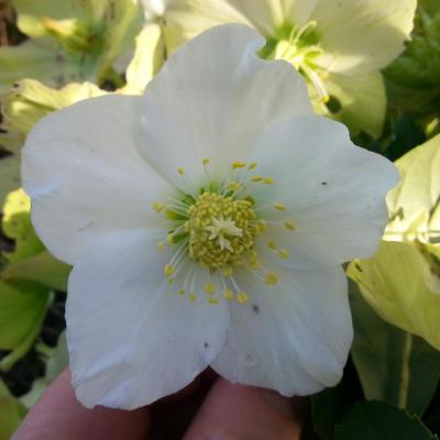 Helleborus niger HGC® 'Joseph Lamper' (2)