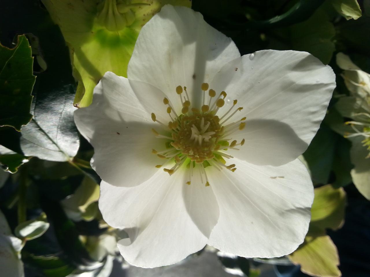 Helleborus niger HGC® 'Joseph Lamper' (3)