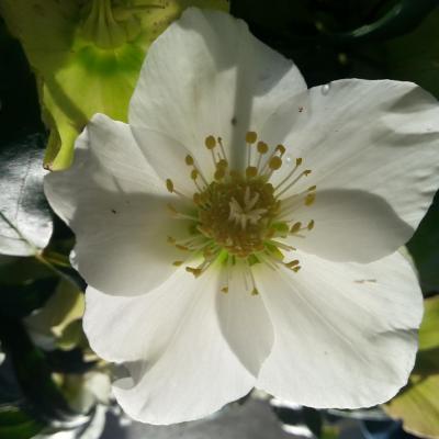 Helleborus niger HGC® 'Joseph Lamper' (3)