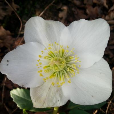 Helleborus niger HGC® 'Joseph Lamper' (4)