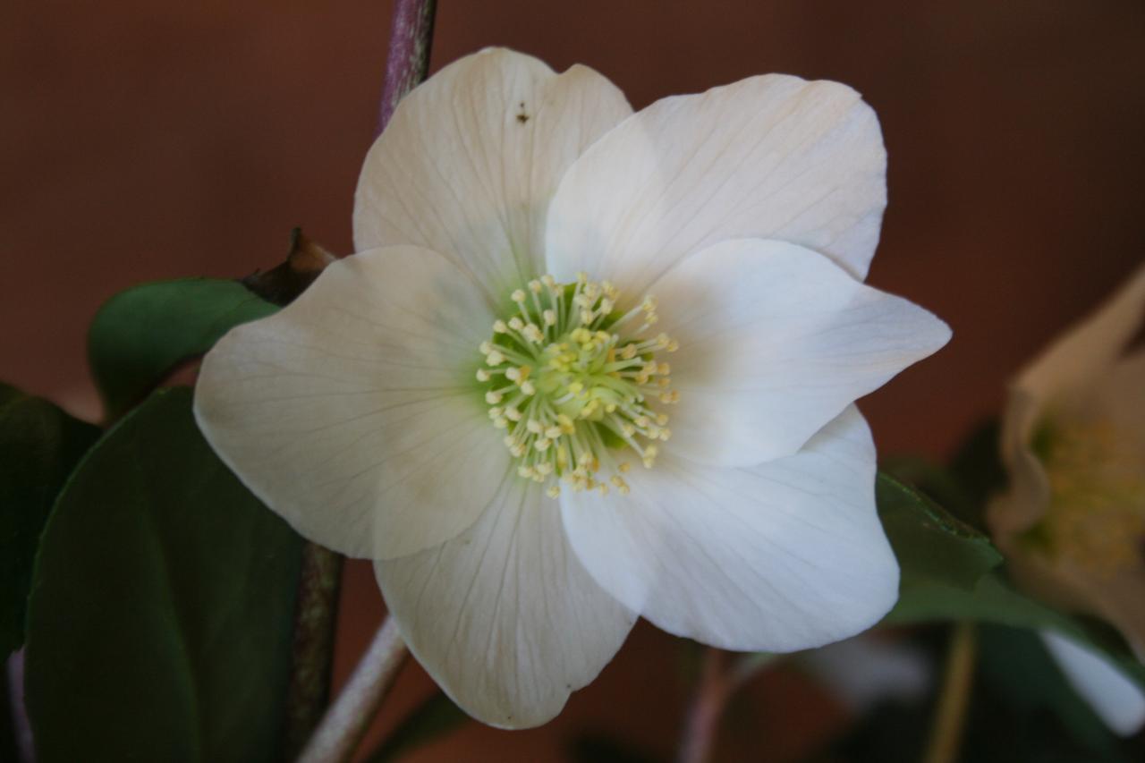 Helleborus niger 'Mont Blanc'-2-