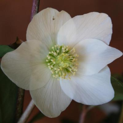 Helleborus niger 'Mont Blanc'-2-