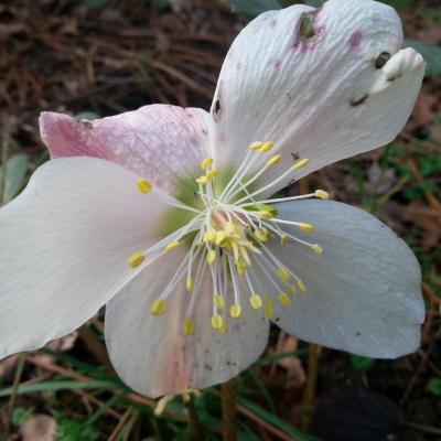 Helleborus niger 'Wilgenbroek'