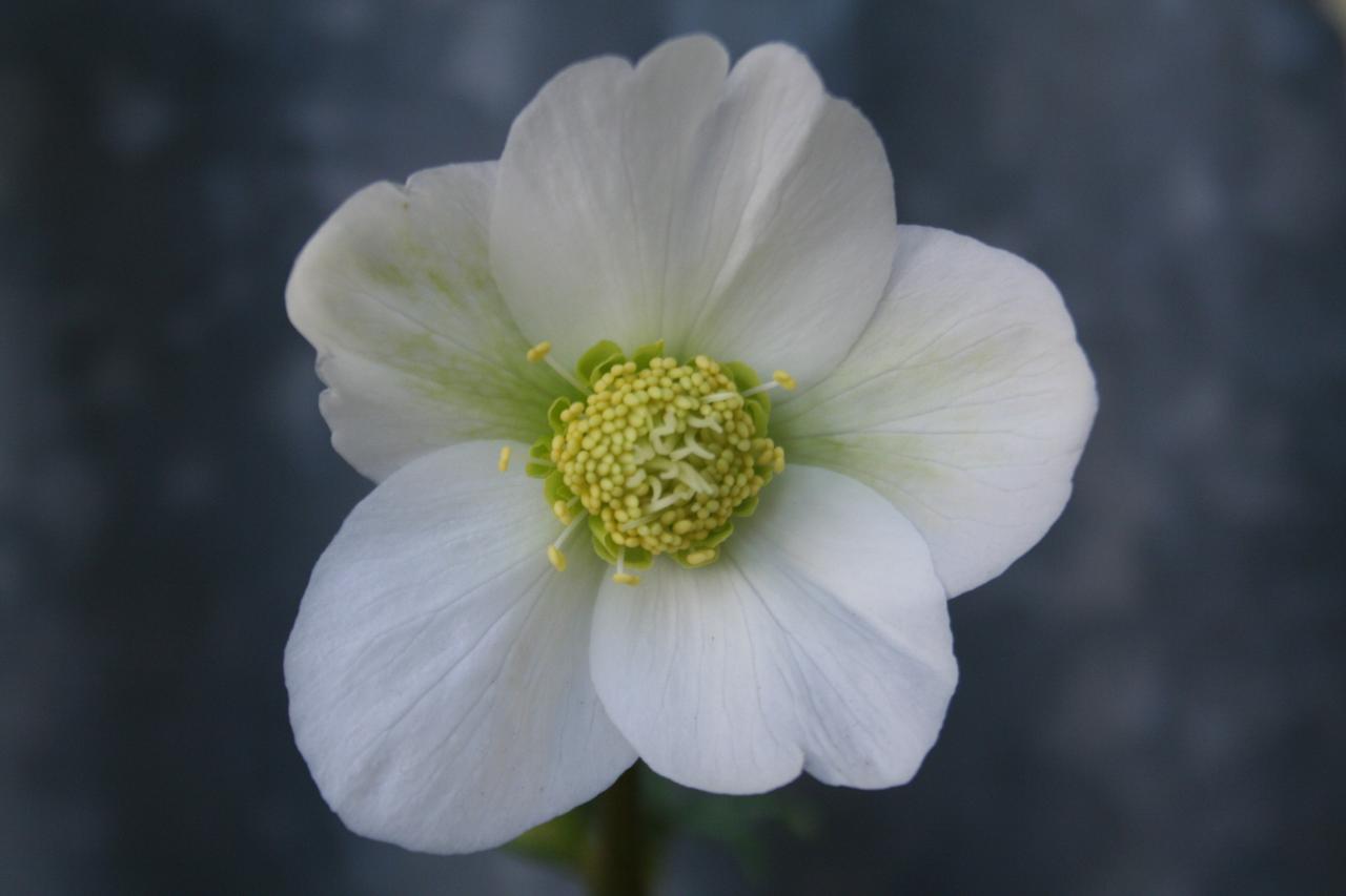 Helleborus niger