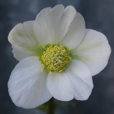 Helleborus niger