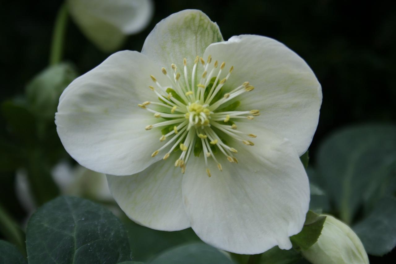 Helleborus xnigercors 'White'